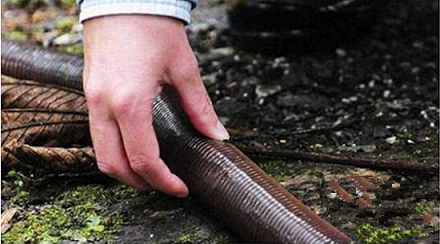世界上最长最大且寿命最久的蚯蚓 长2米20年寿命