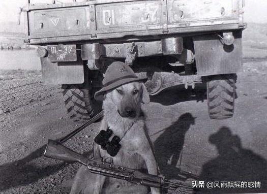 不怕苏联人冲锋，就怕狗捆炸弹！苏军“反坦克犬”并不是毫无作用