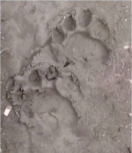 视频中拍到的出现在吉林蛟河的动物足迹。网络视频截图