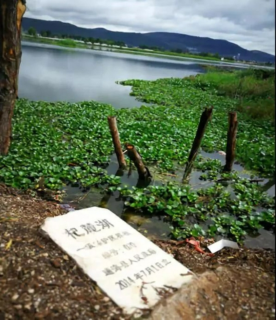 杞麓湖水葫芦泛滥。图源：生态环境部